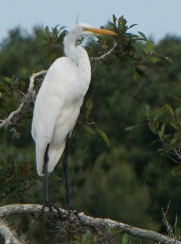 Great Egret - ML106729371