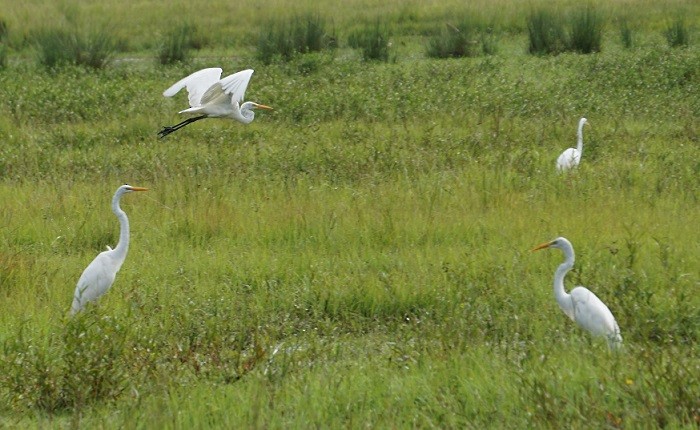 Great Egret - ML106729381