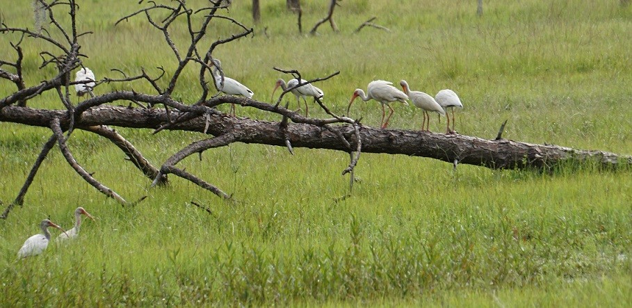 White Ibis - ML106729481