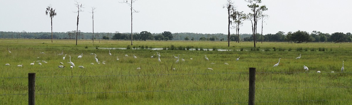 White Ibis - ML106729521