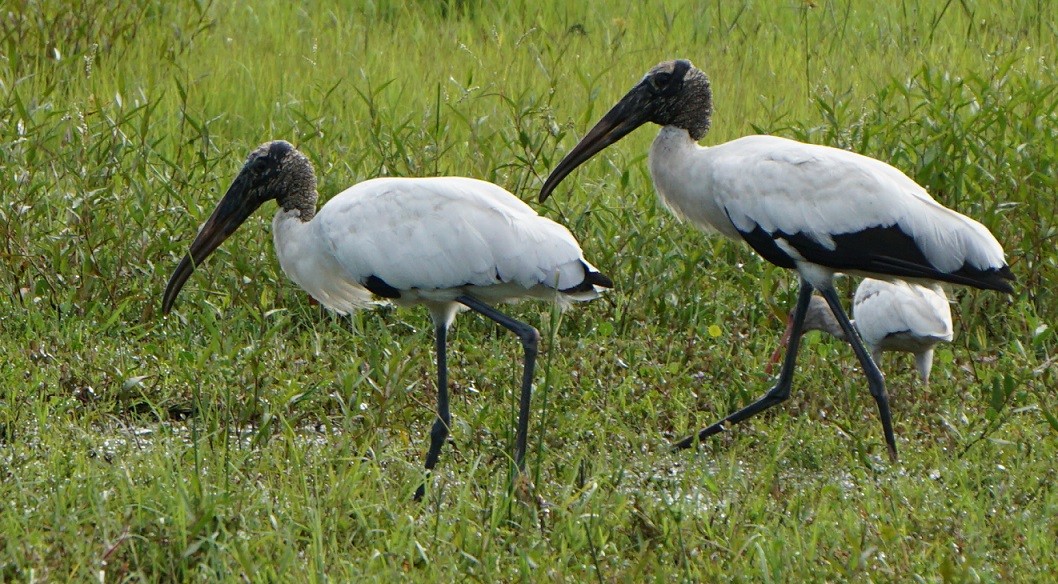 Wood Stork - ML106729691