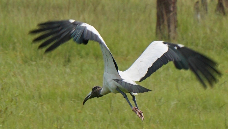 Wood Stork - ML106729711