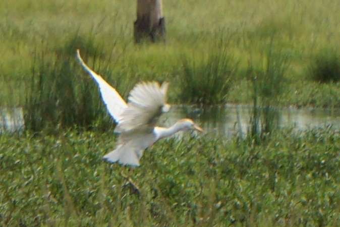 Western Cattle Egret - ML106729801