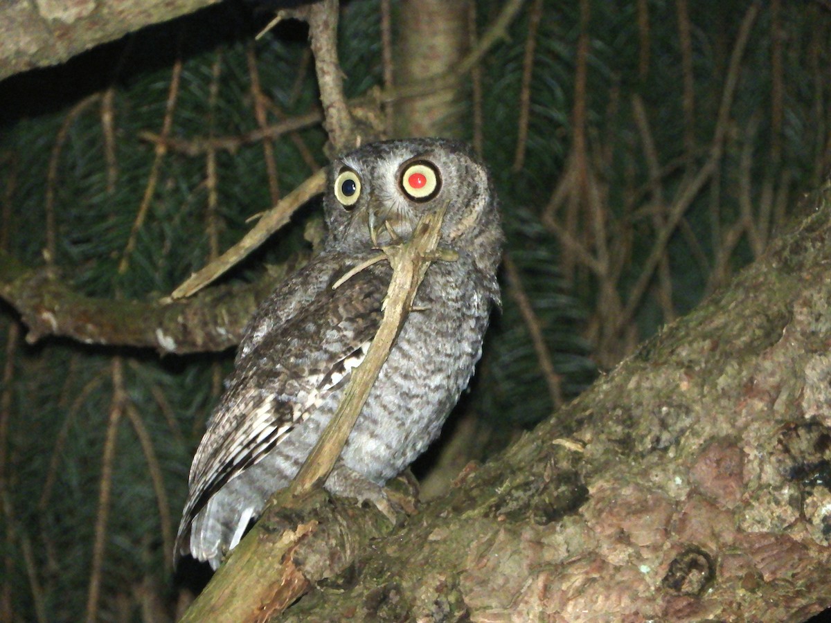 Eastern Screech-Owl - ML106730411