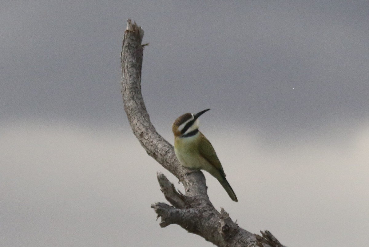 White-throated Bee-eater - Joan and/or George Sims