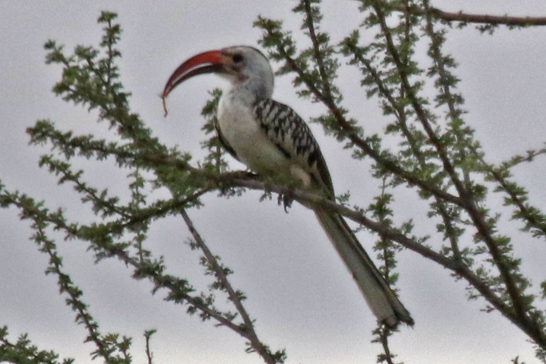 Northern Red-billed Hornbill - Joan and/or George Sims