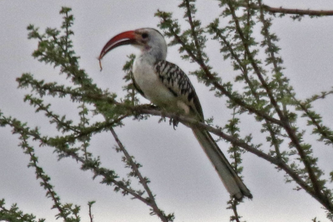 Northern Red-billed Hornbill - ML106733341