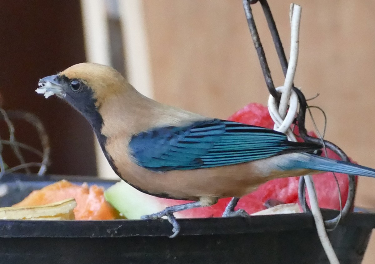 Burnished-buff Tanager - ML106738721