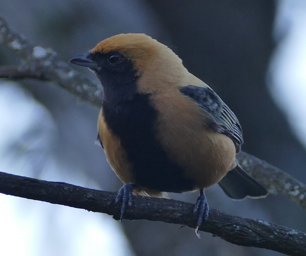 Burnished-buff Tanager - ML106738731