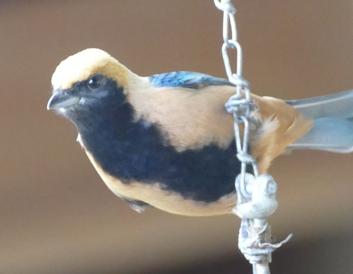 Burnished-buff Tanager - ML106738741