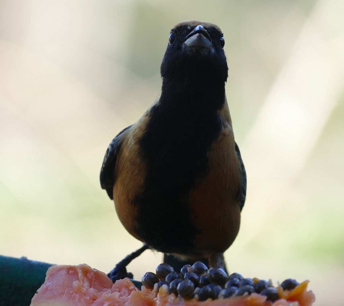 Burnished-buff Tanager - ML106738751
