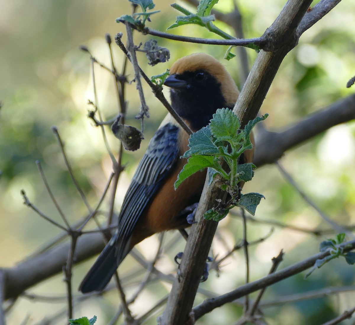 Burnished-buff Tanager - ML106738761