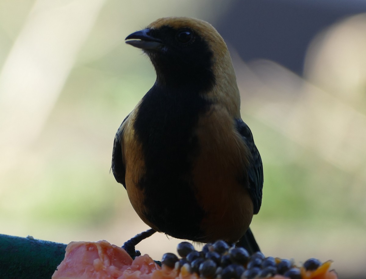 Burnished-buff Tanager - ML106738771