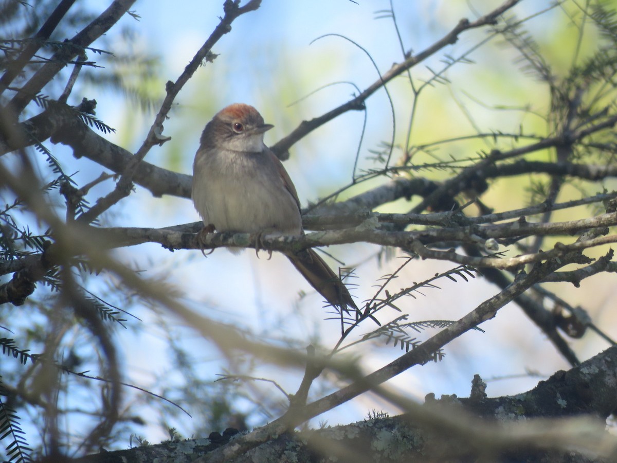 Pale-breasted Spinetail - Diego Carús