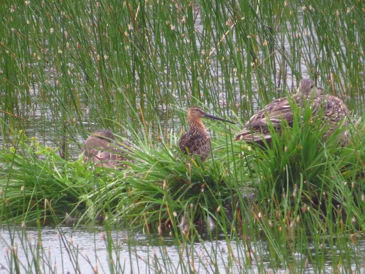 Long-billed Dowitcher - Chris Dale