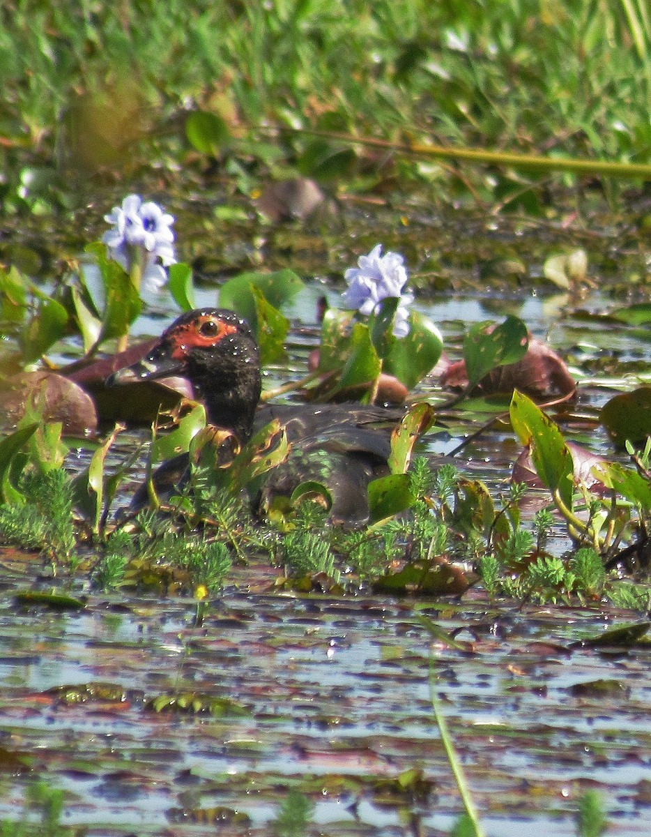 Canard musqué - ML106743651