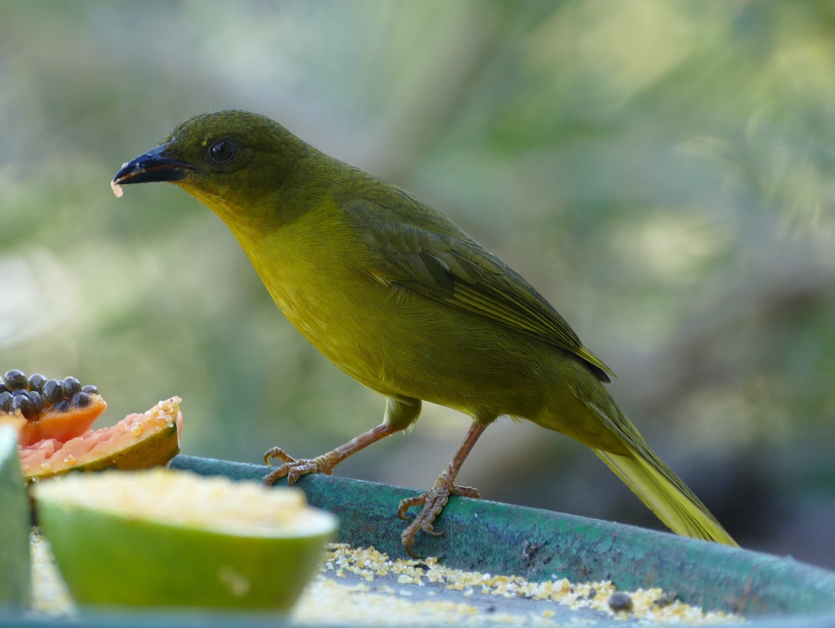 Olive-green Tanager - ML106743941