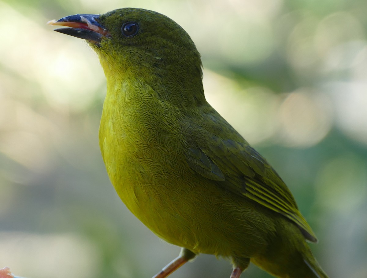 Olive-green Tanager - ML106743961