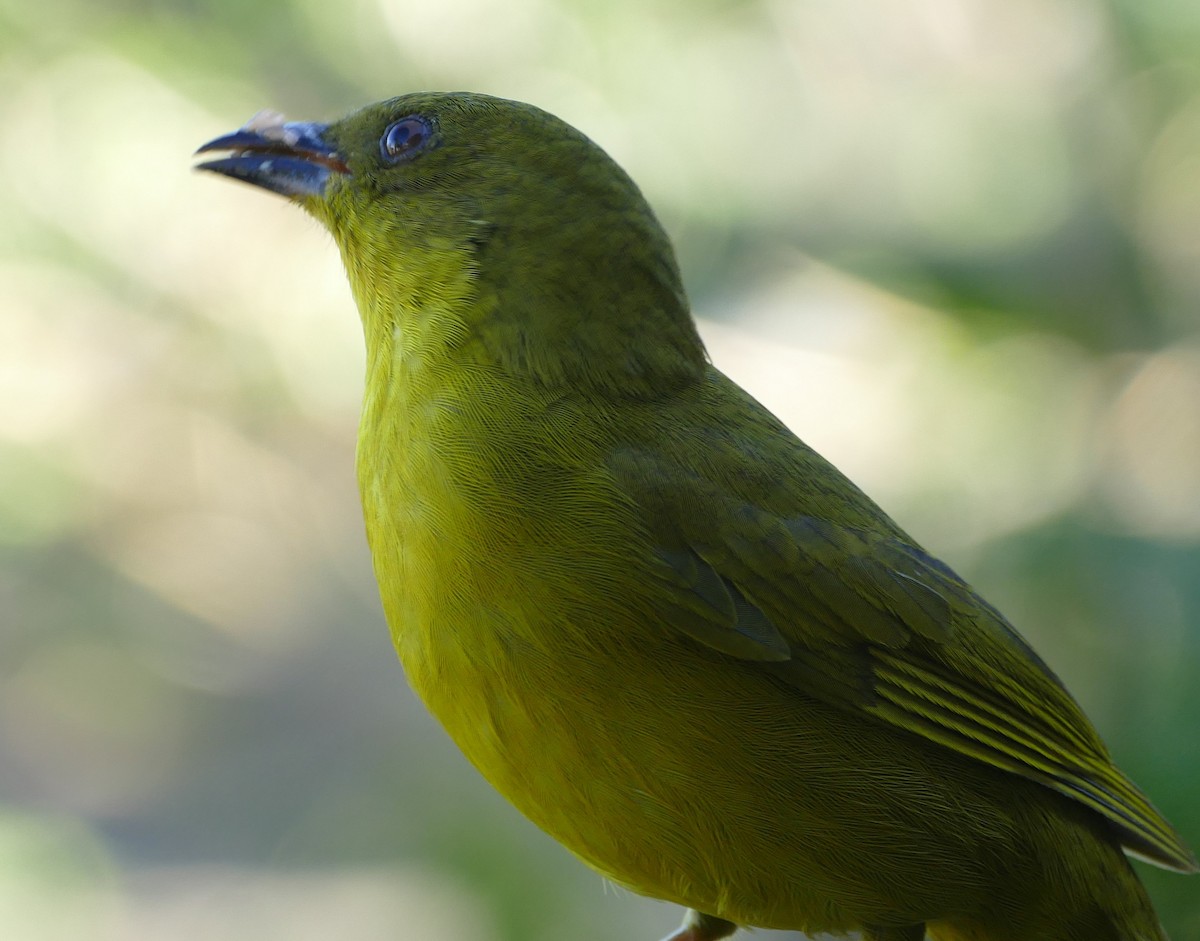 Olive-green Tanager - ML106743981