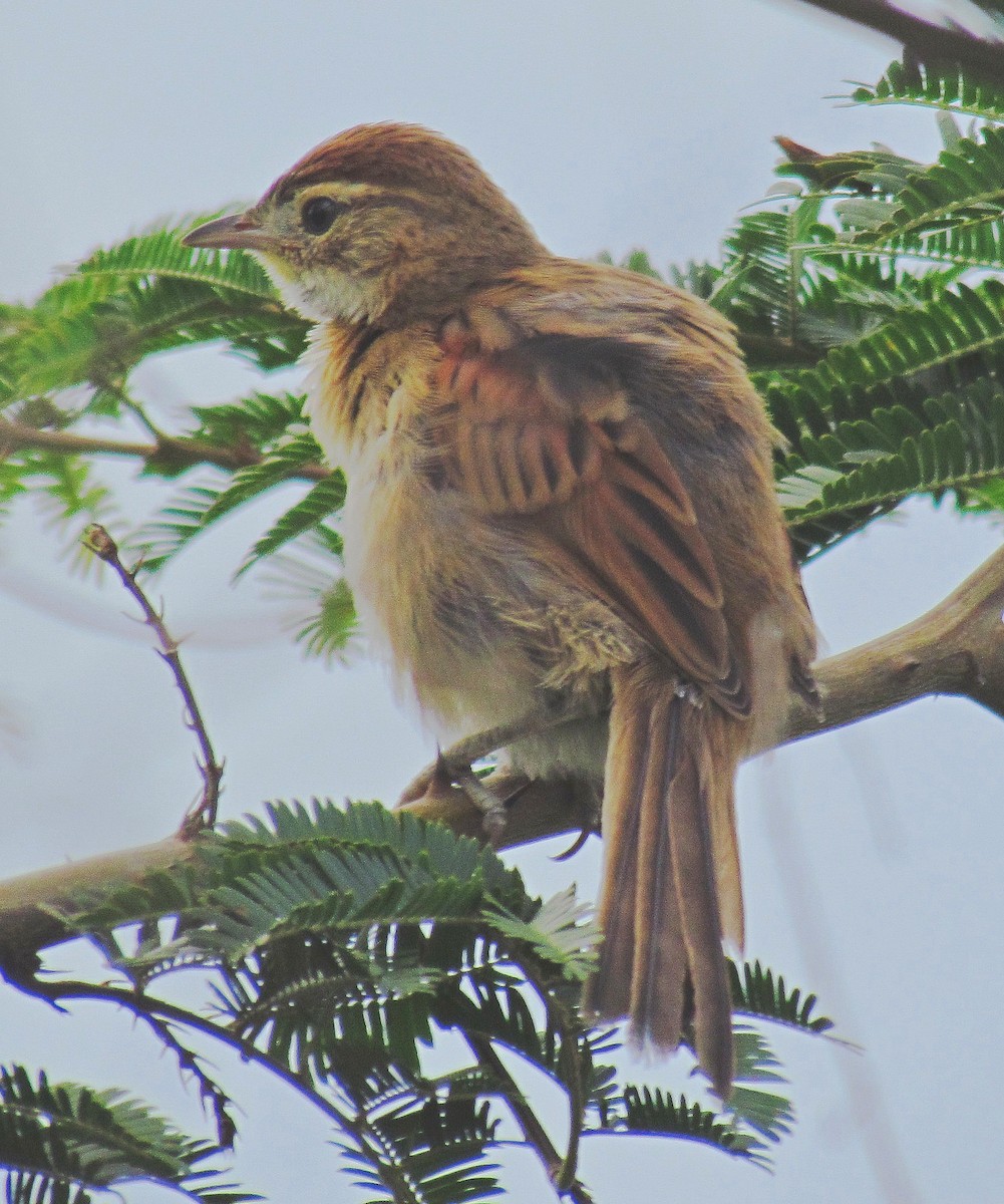 Chotoy Spinetail - Hugo Hulsberg