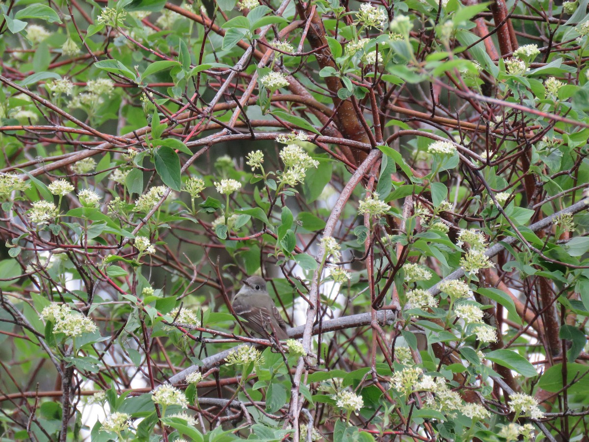 Dusky Flycatcher - ML106745471