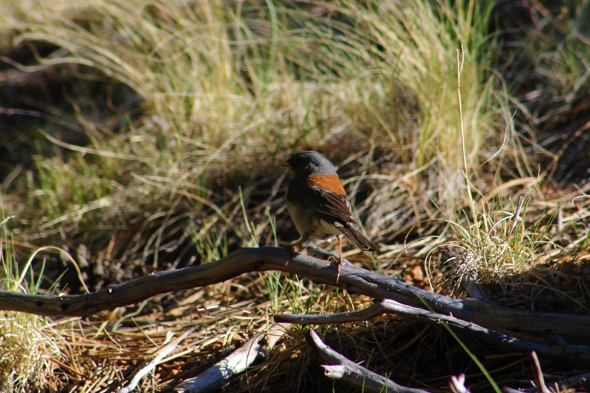 Dark-eyed Junco - ML106749371