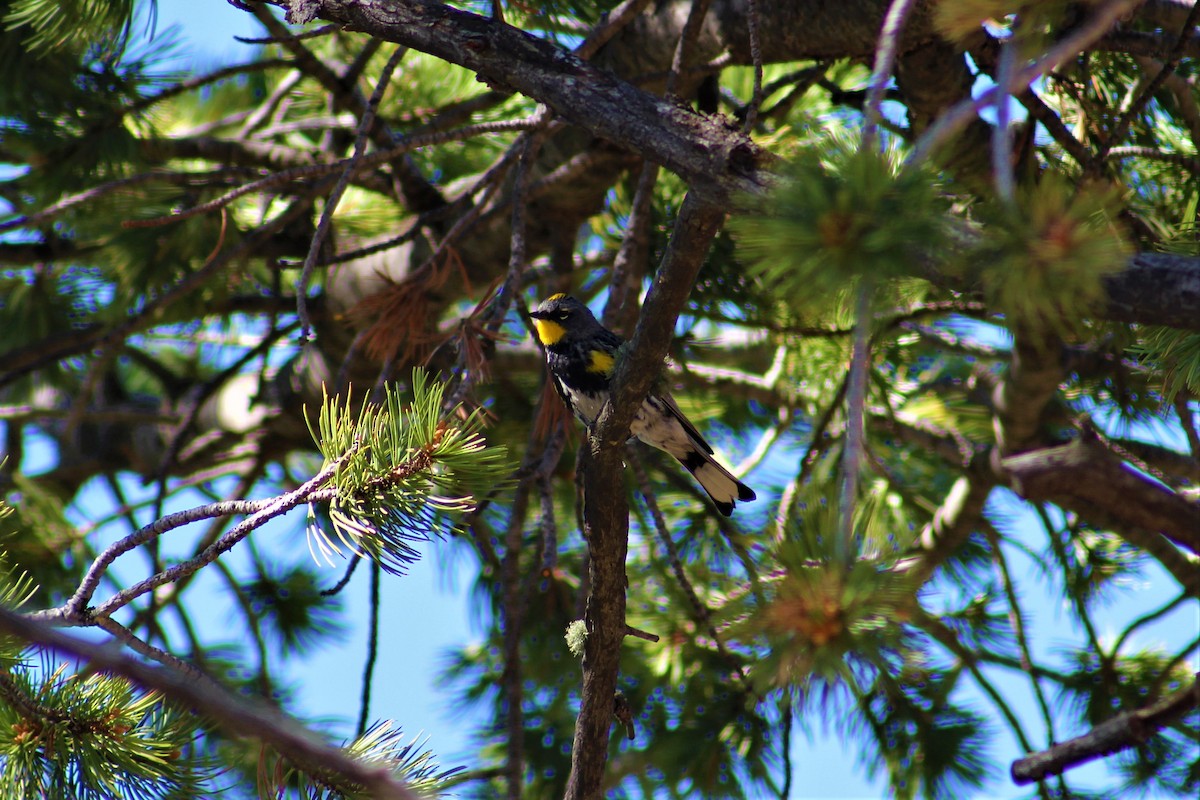 myrteparula (auduboni) (sitronstrupeparula) - ML106749441