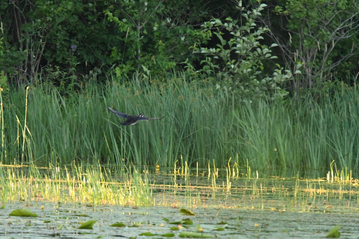 Wood Duck - George Ross