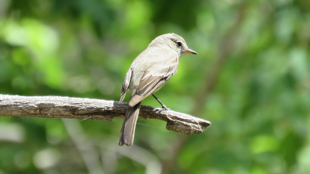 Gray Flycatcher - Michael Willison