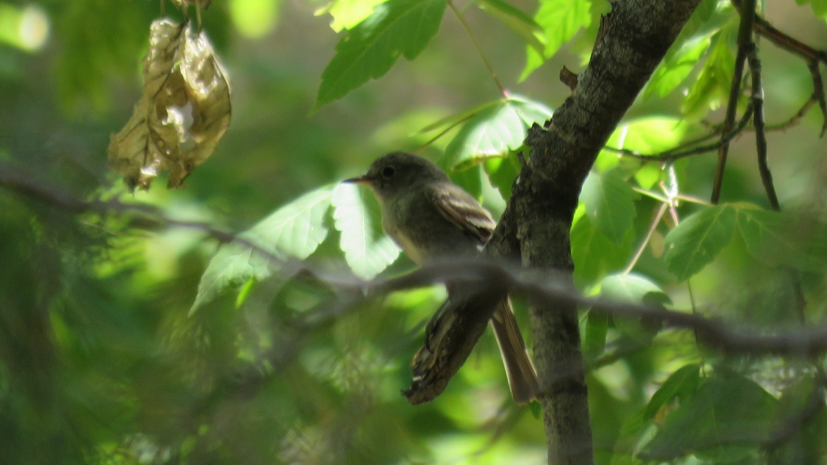 Gray Flycatcher - Michael Willison