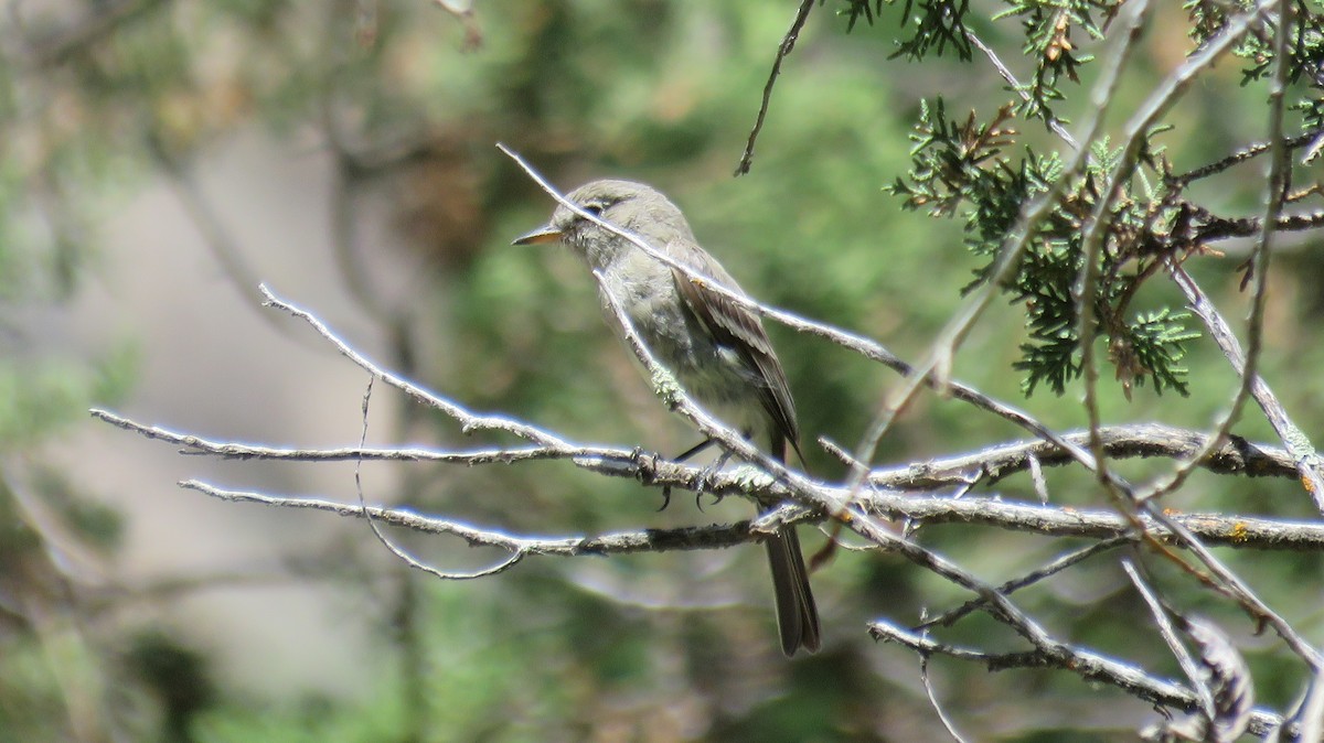 Gray Flycatcher - Michael Willison