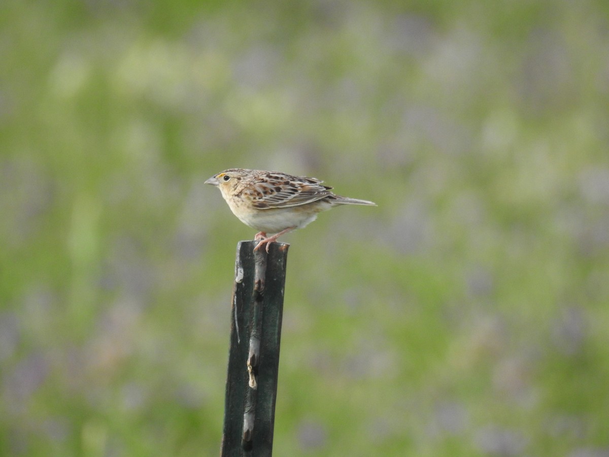 Grasshopper Sparrow - ML106755411