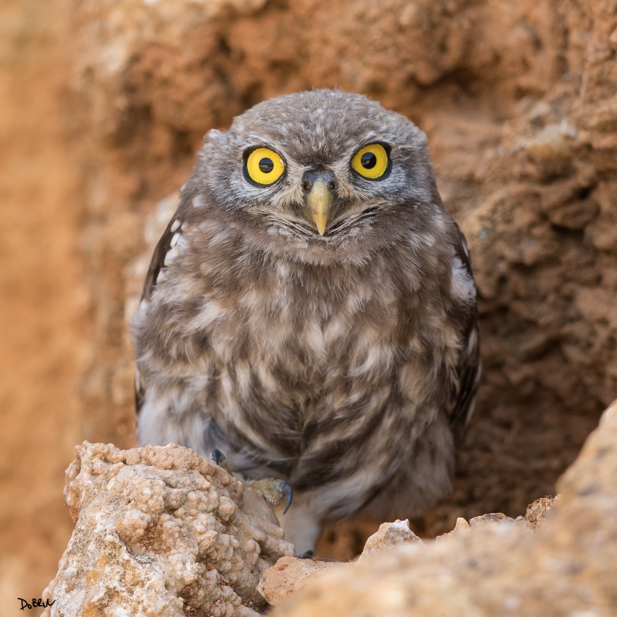 Little Owl - ML106755771