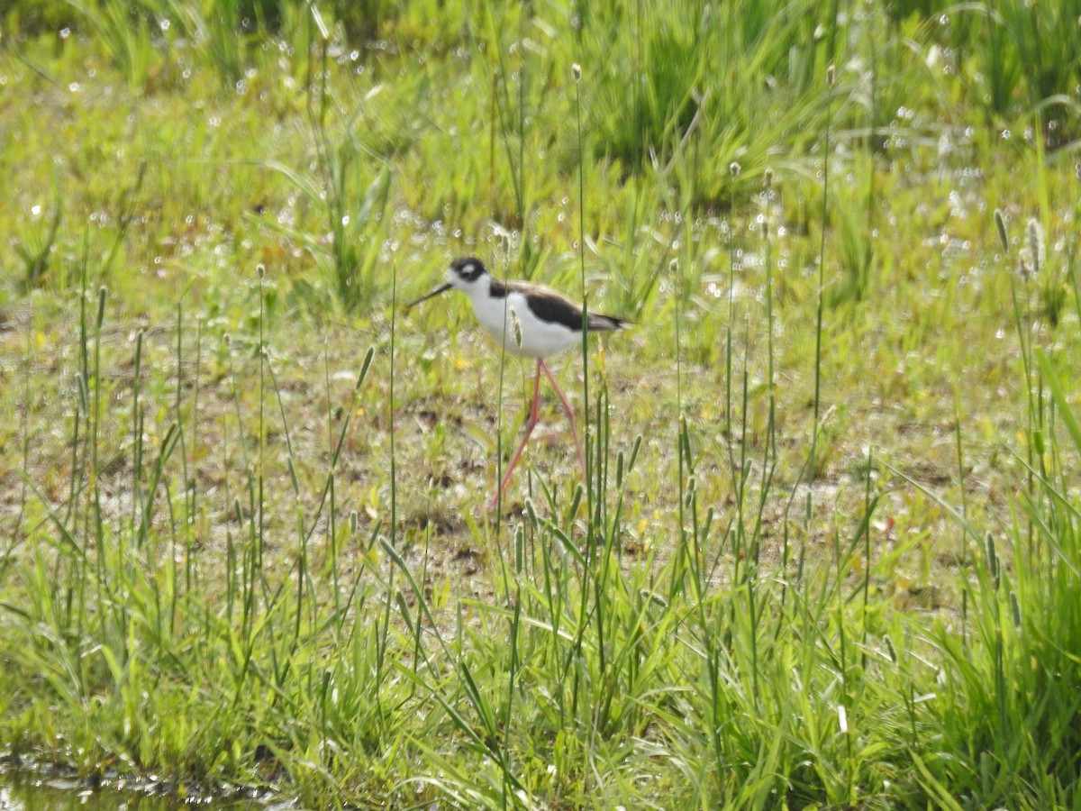 Black-necked Stilt - Kurt Schwarz