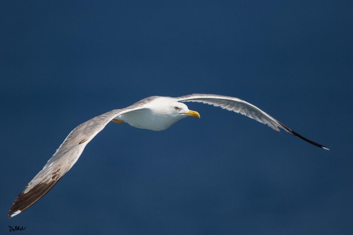 Yellow-legged Gull - Dobrin Botev