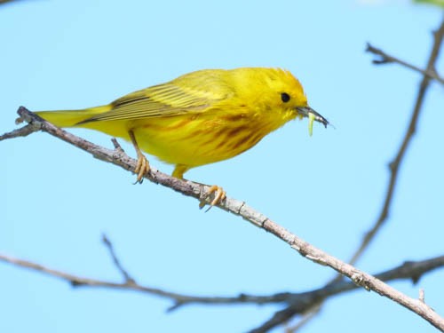 Northern Yellow Warbler - ML106756861