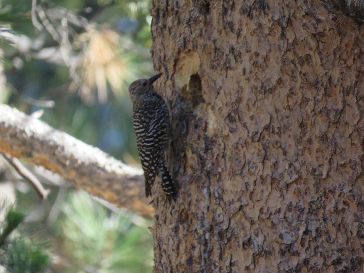 Williamson's Sapsucker - ML106756891