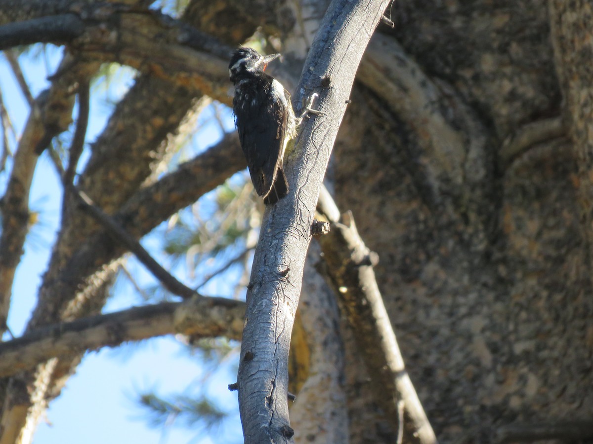 Williamson's Sapsucker - ML106756941