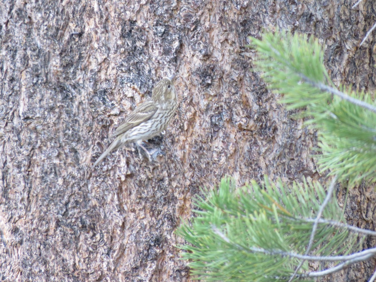 Cassin's Finch - ML106757171