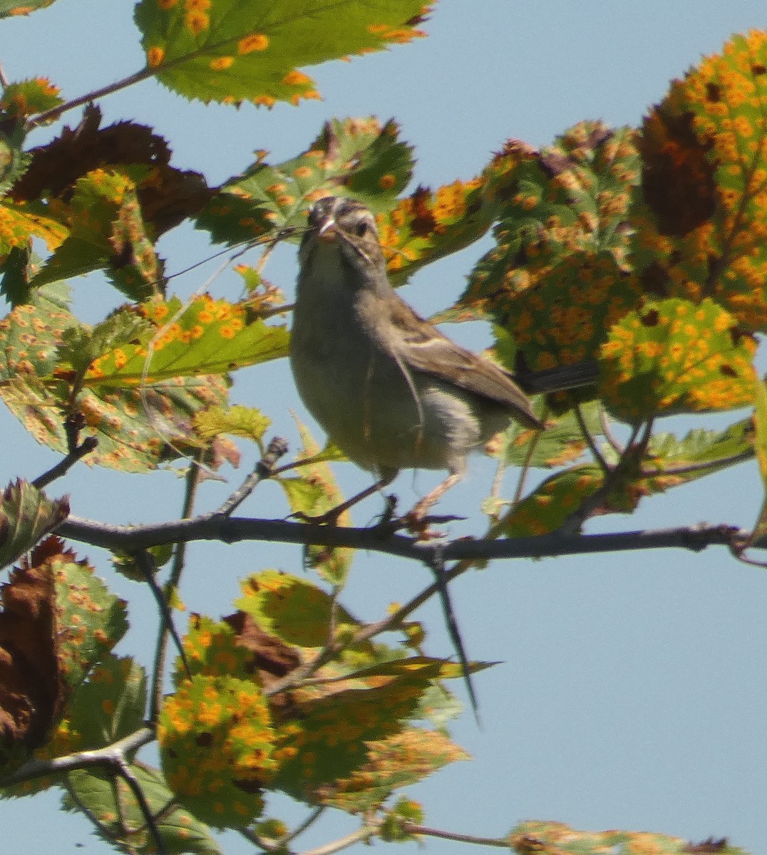 Clay-colored Sparrow - ML106759661