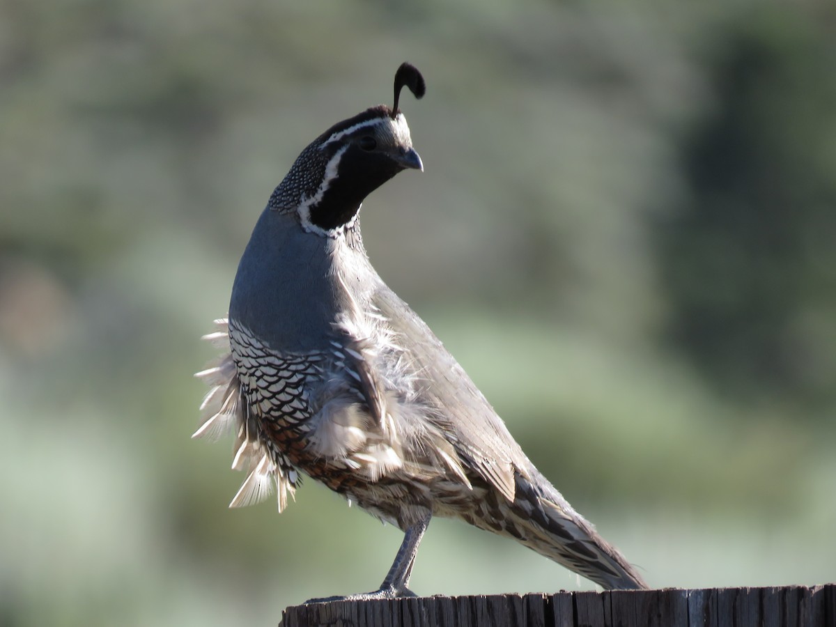 California Quail - ML106759931