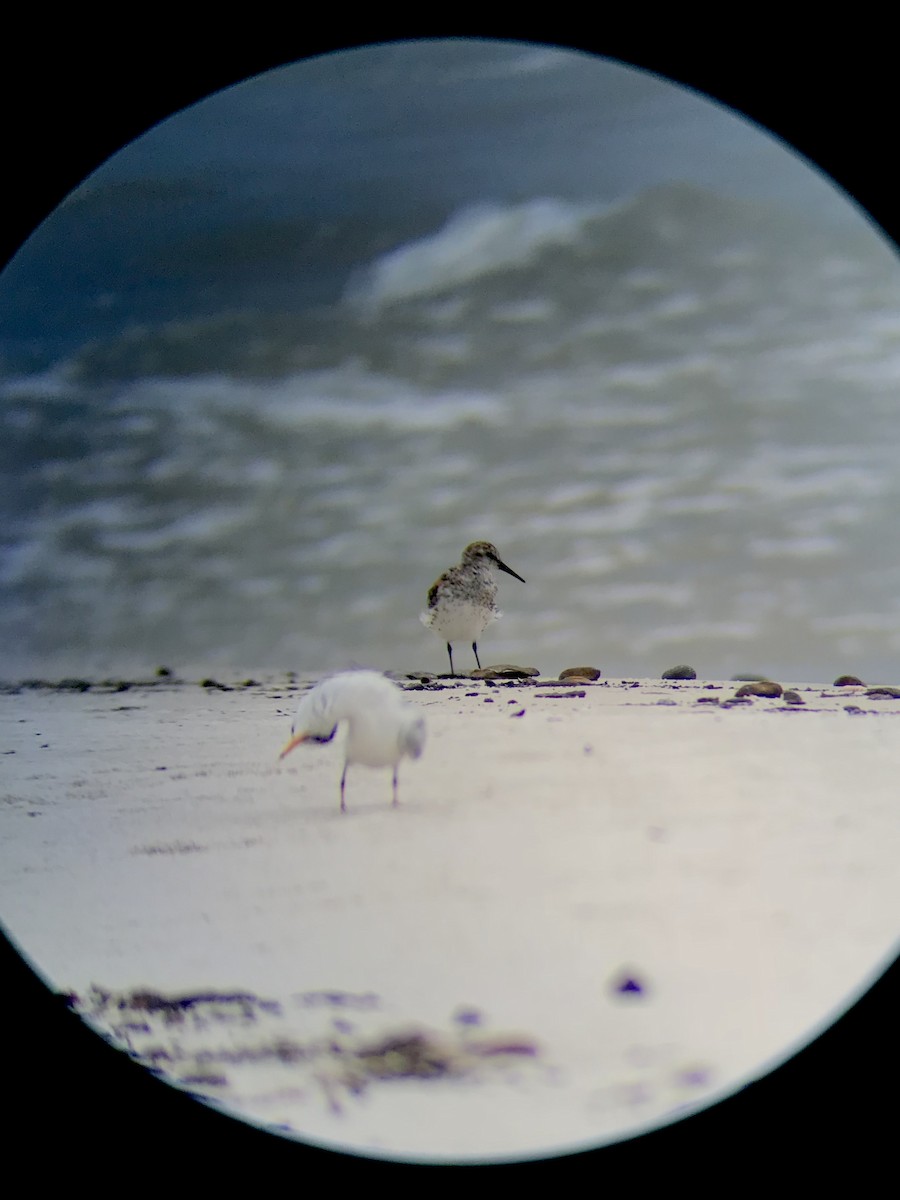 Western Sandpiper - Alexander Sullivan