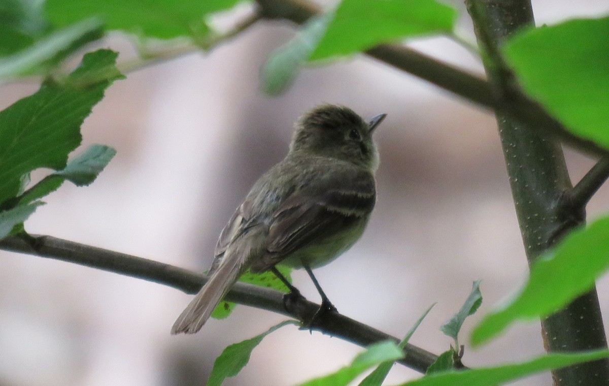 Western Flycatcher (Pacific-slope) - ML106766631