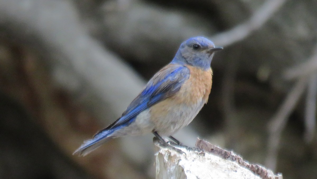 Western Bluebird - ML106766821