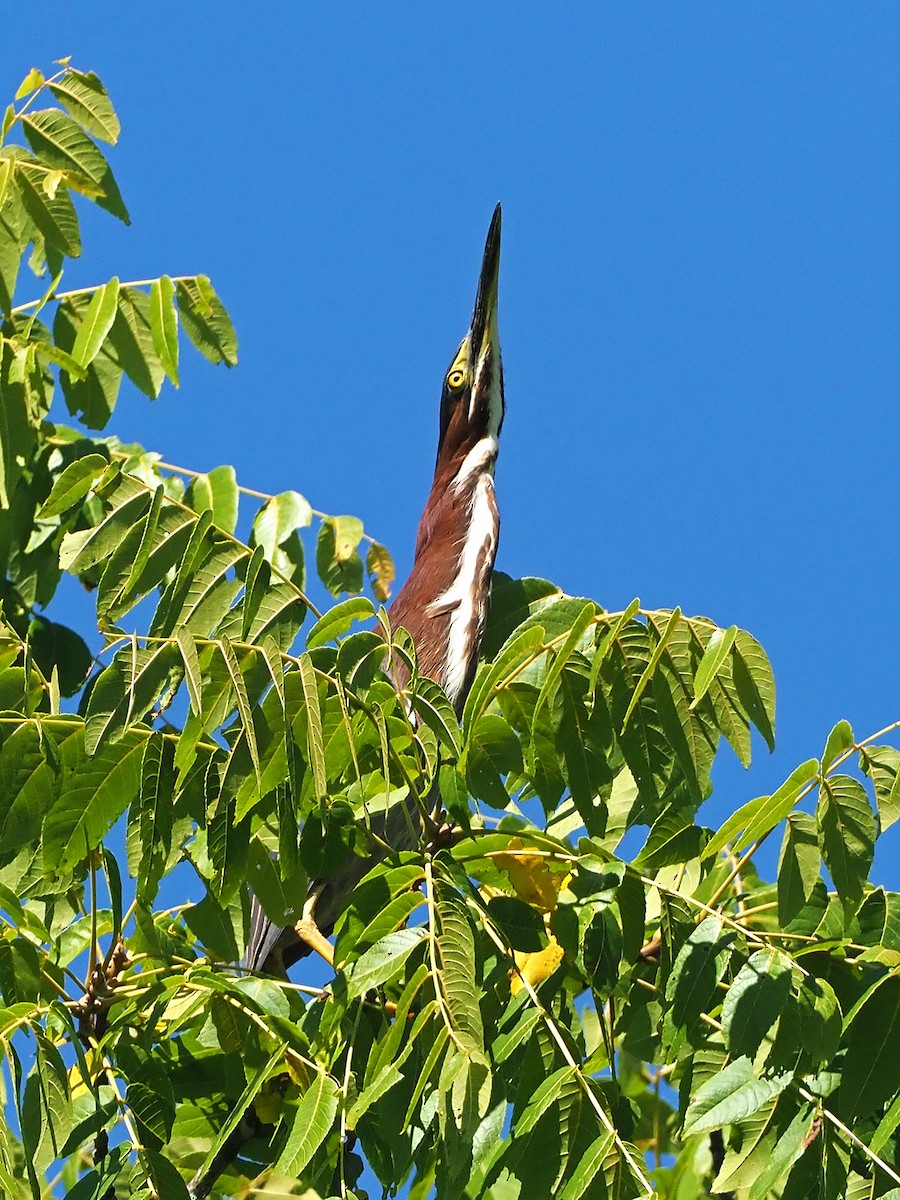 Green Heron - Gary Mueller