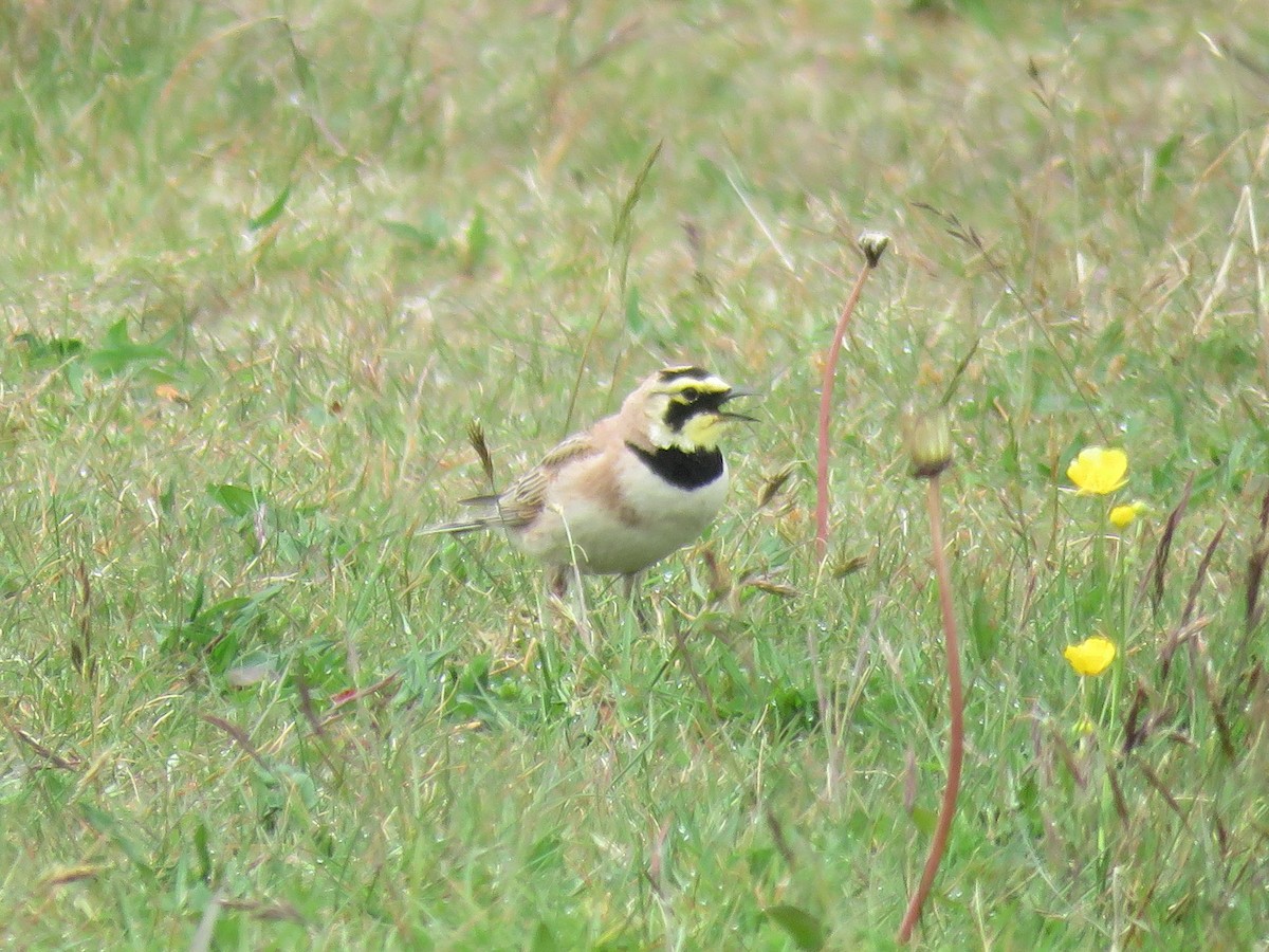 Horned Lark - Neil MacLeod