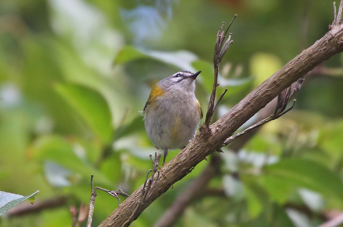 Madeira Firecrest - ML106768901