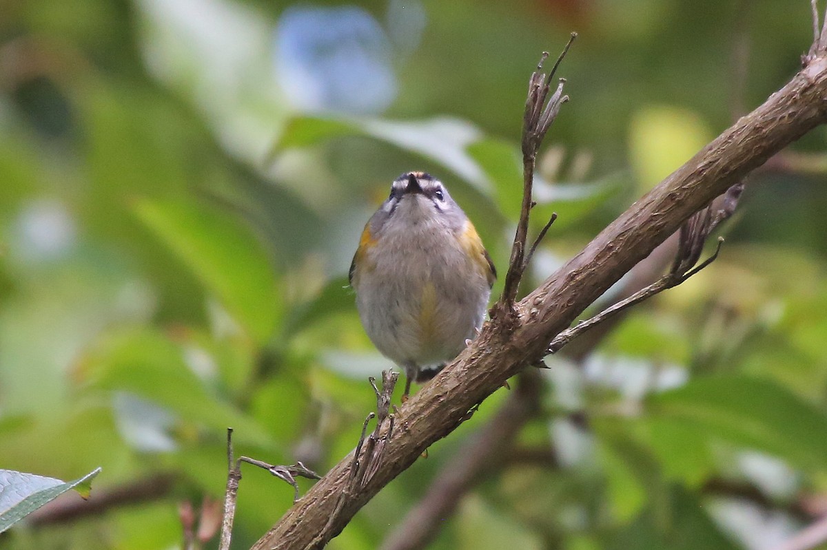 Madeira Firecrest - ML106768931