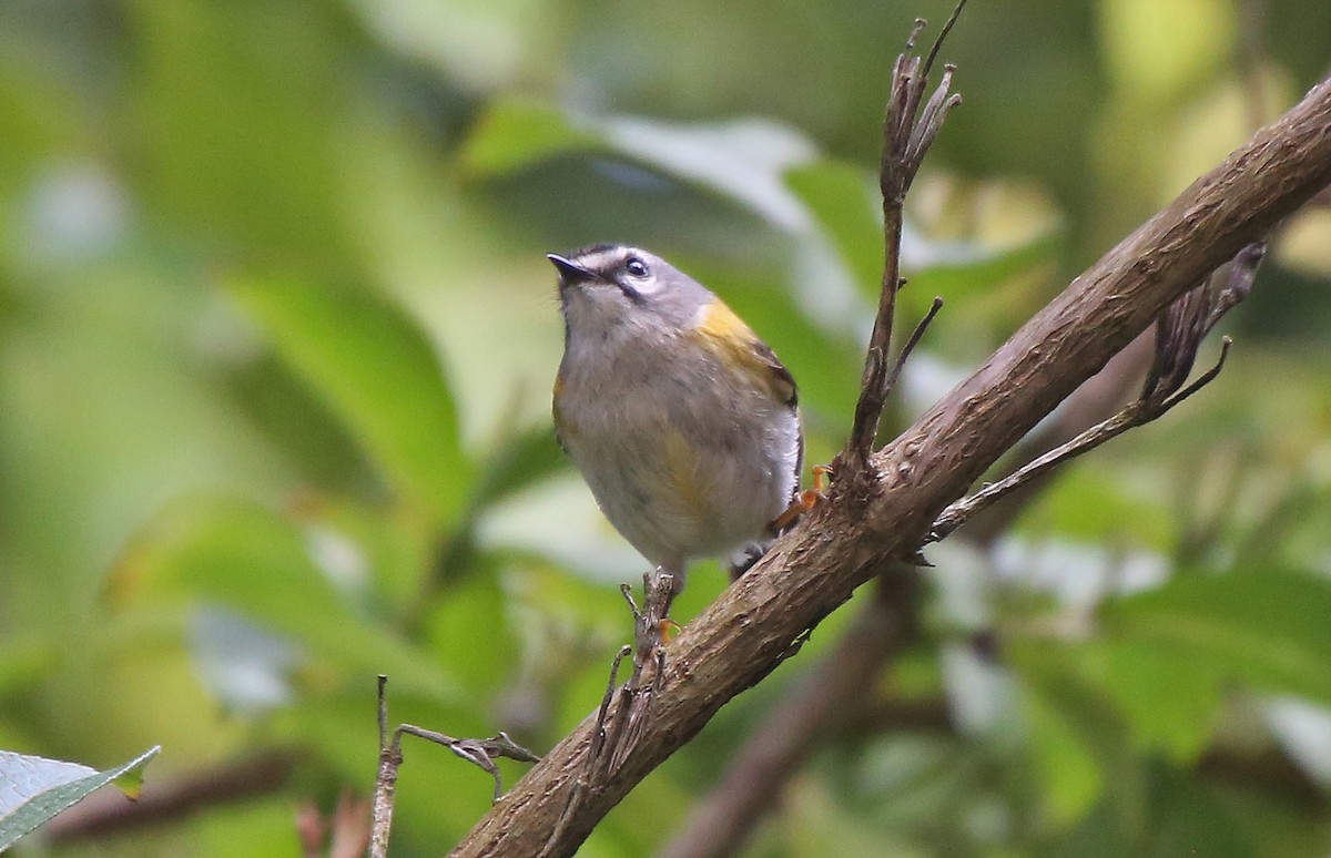 Madeira Firecrest - ML106768951