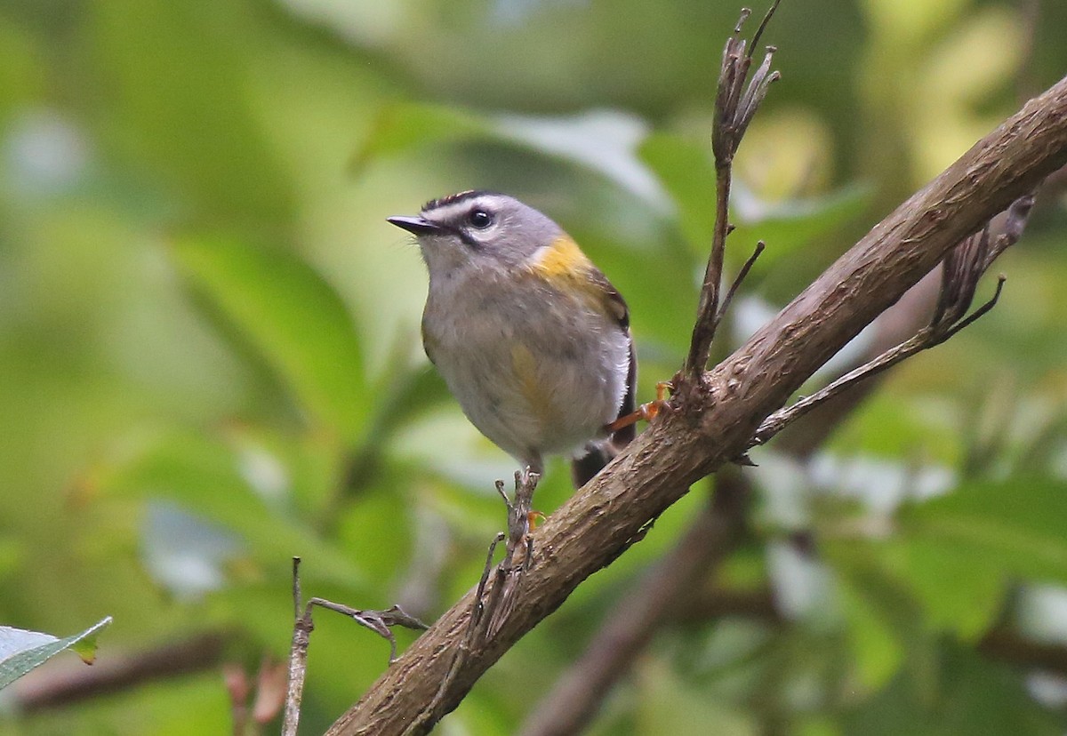 Madeira Firecrest - ML106769021